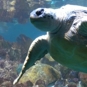 Meet your Posher, Evelynn